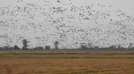 鄱阳湖迎候鸟越冬高峰 多方守护万鸟齐栖生态画卷(图1)