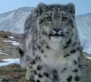 青海北川河源区记录到57只雪豹稳定栖息(图1)