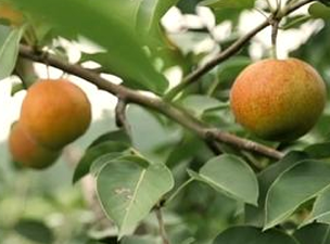 大连大窑湾口岸农产品对东盟出口增长显著