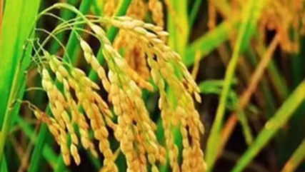 北京“十四五”农业科技进步贡献率达75%