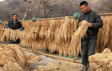 甘肃丘陵山区中药材采挖实现机械化突破