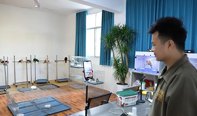 达州通川鹦鹉特色养殖成乡村振兴新引擎