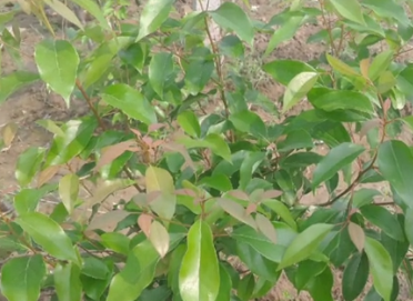 新晃龙脑产业年销破五千万 特色资源成经济发展新引擎(图1)