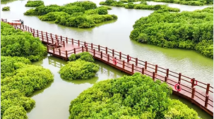 湛江首创红树林"种养耦合"修复模式 生态经济双赢