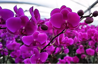 东西协作育繁花 高原绽放“蝶变”新篇