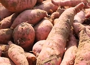 宁明峙浪乡红薯产业丰收 集体模式促农增收(图1)