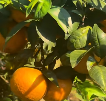 广西武鸣借力数字化升级沃柑产业(图1)