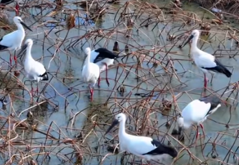 鄱阳湖迎来候鸟越冬高峰 科技助力守护迁徙之路(图1)