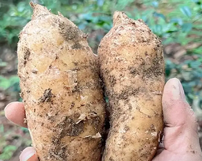 贵州德江天麻产业升级：科技种植与精深加工助推产值破五亿(图1)