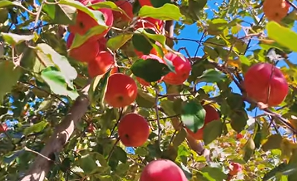 新疆阿克苏荒漠化治理显成效