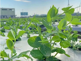 广西贺州供港蔬菜产业兴旺 带动农户增收就业(图1)